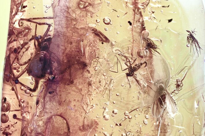 Fossil Long-Legged Fly, Fungus Gnat, Spider, and Mite in Baltic Amber #325467